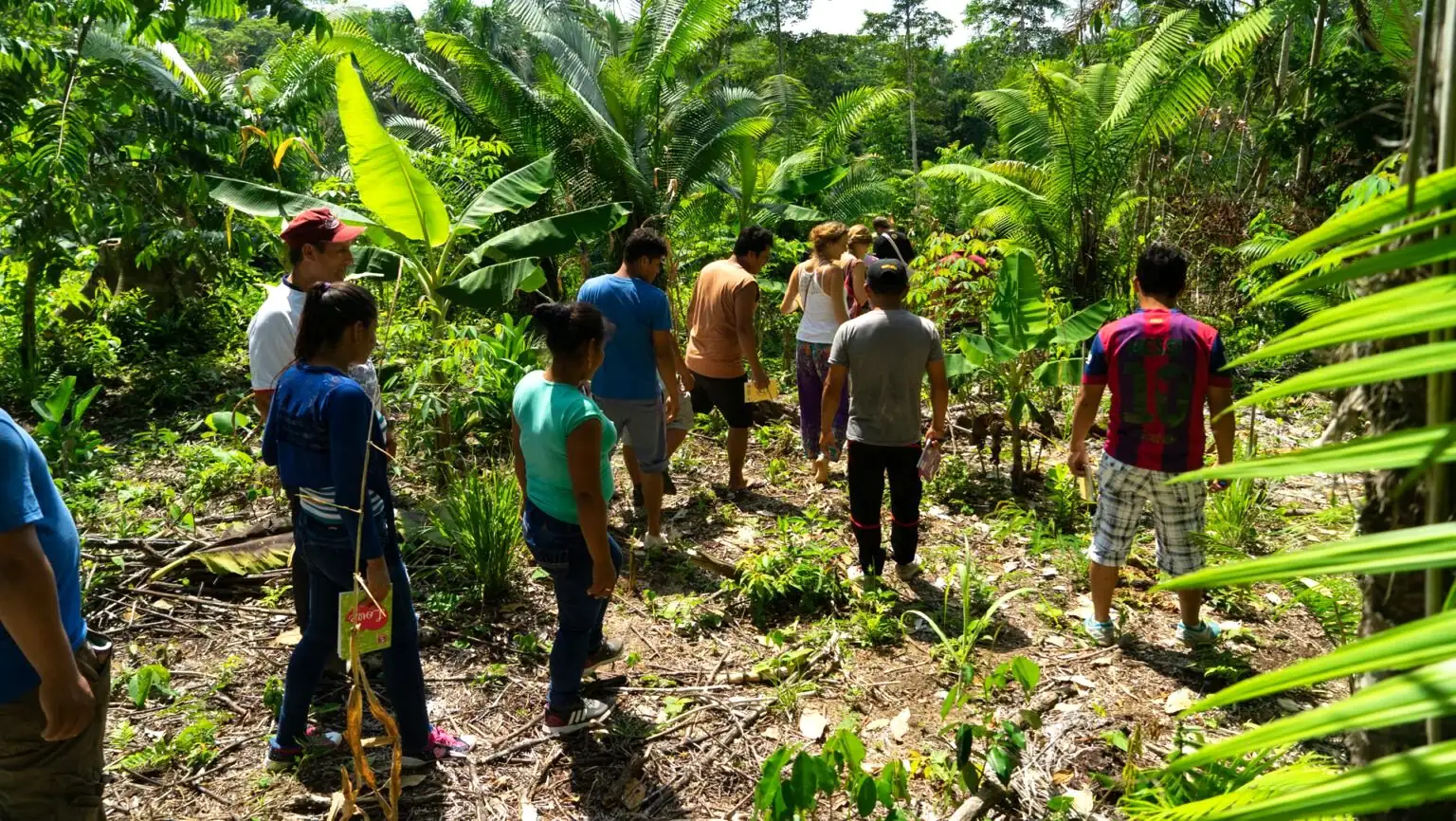 People walking a sunlit path through a young agroforest of banana and palms