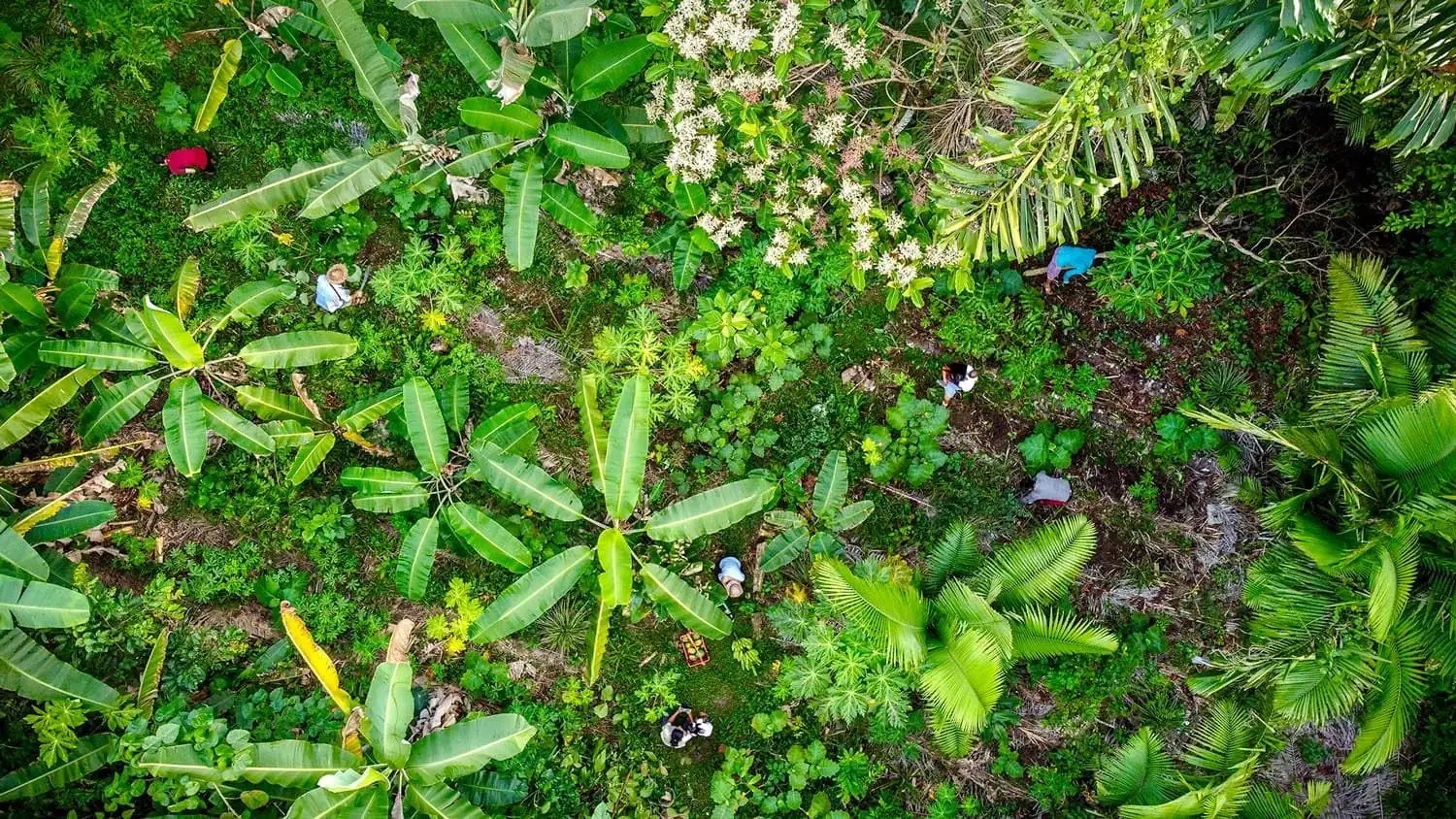 Aerial view of people tending a lush agroforest of banana, palm and flowering trees