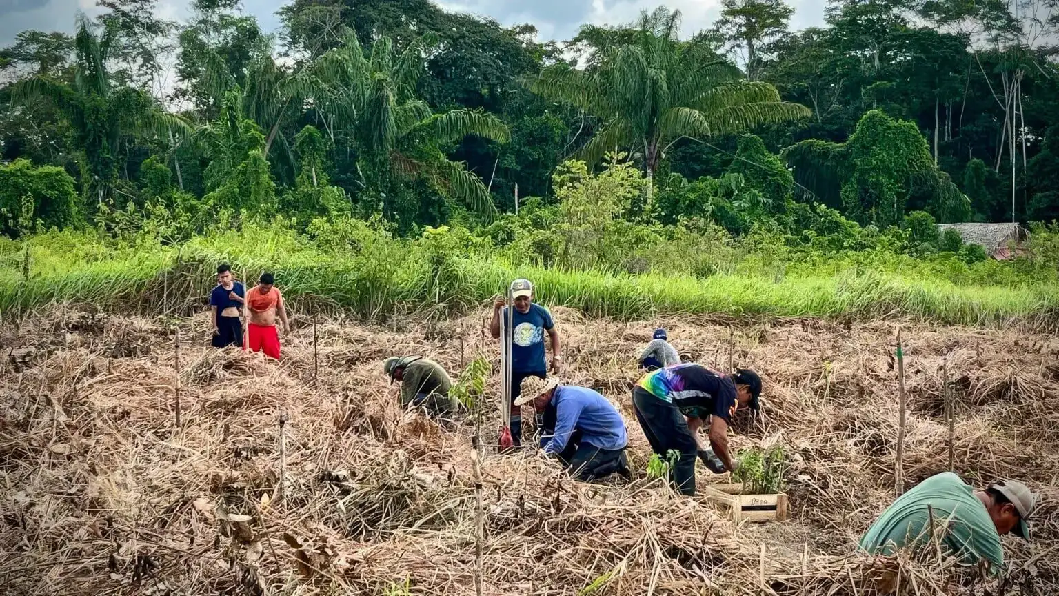 A crew planting tree seedlings into mulched ground at the forest edge