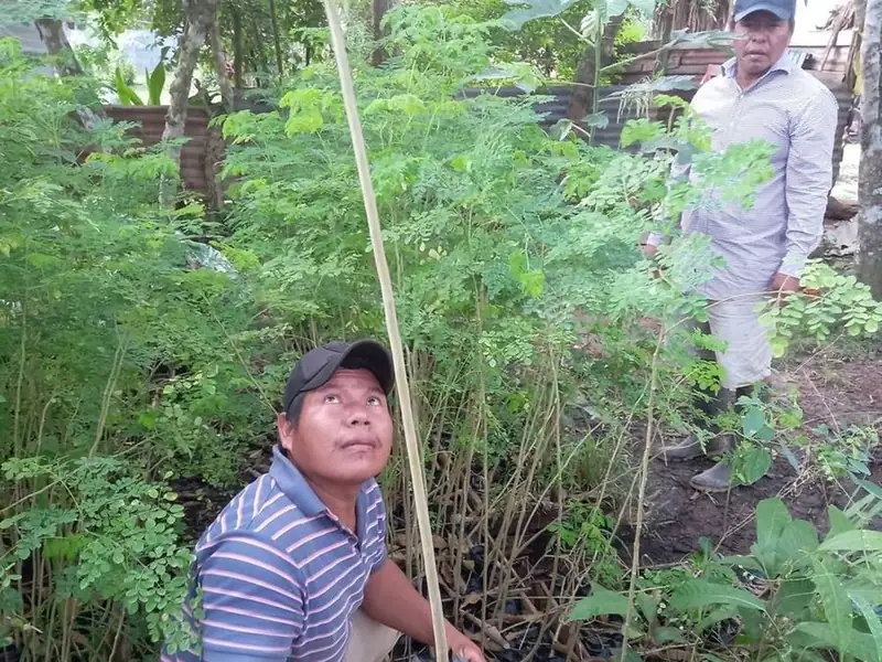 Victor, of the Spirit Tree team, kneeling among young moringa trees